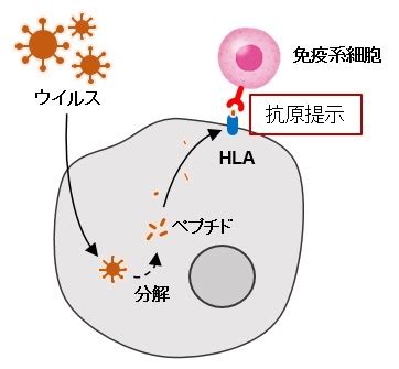 hla遺伝子 キス|ヒト白血球型抗原